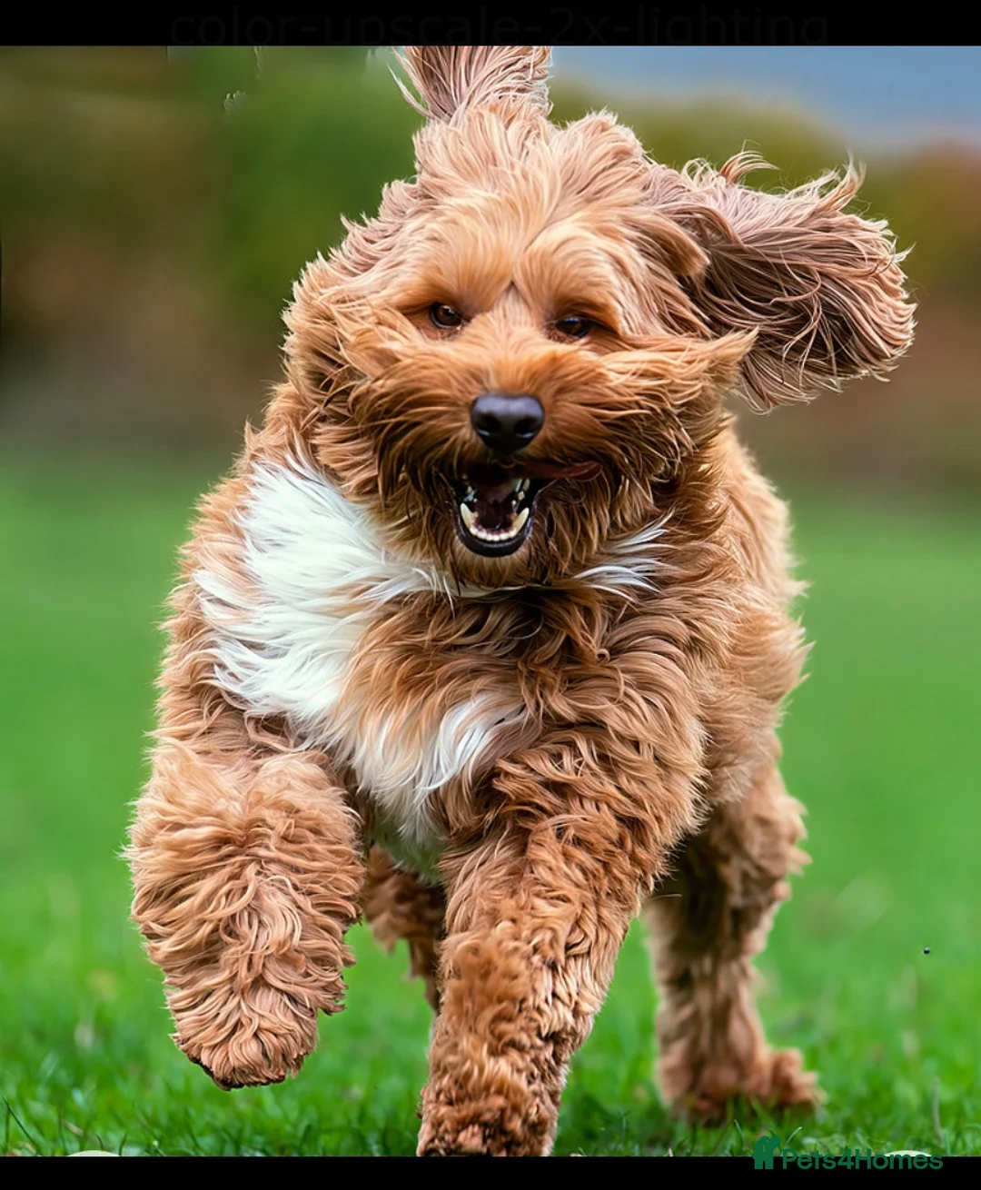 Australian Labradoodle dogs for sale: Australian labradoodles from Annette Courtney  - Advert 5