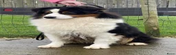 Australian Shepherd dogs for sale: AUSTRALIAN SHEPHERD - Last boy left! - Advert 10