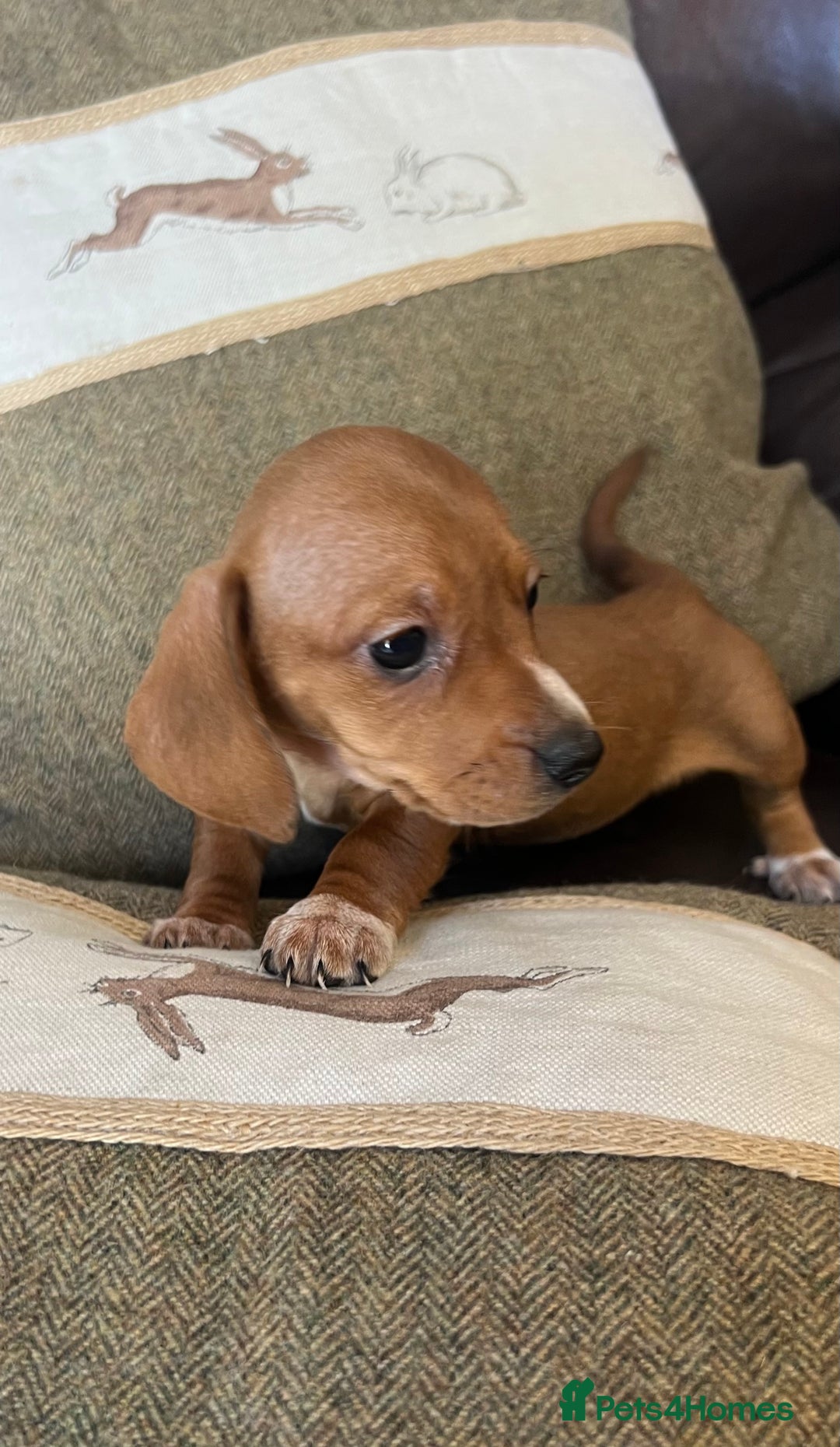 Dachshund dogs for sale: Dachshund Puppies  - Image 7