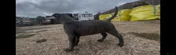 Staffordshire Bull Terrier dogs for sale: STAFFORDSHIRE BULL TERRIER BLUE BRINDLE PUPS  in Ryde - Advert 6