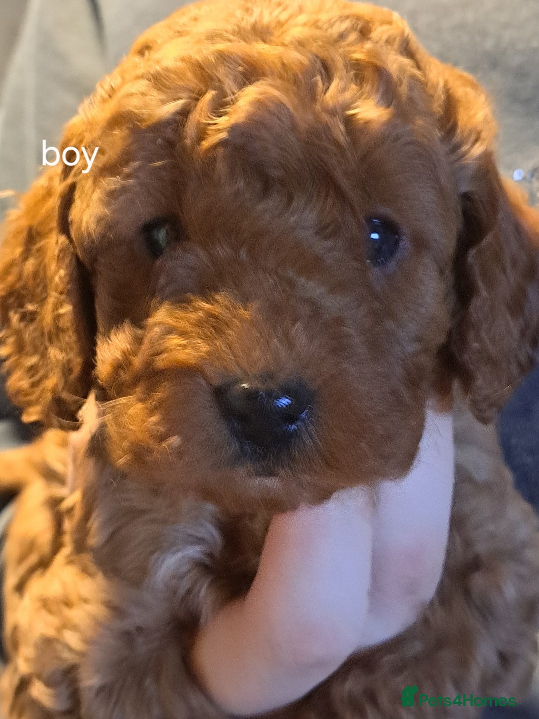 Cockapoo dogs for sale: Miniature cockapoos  - Advert 1