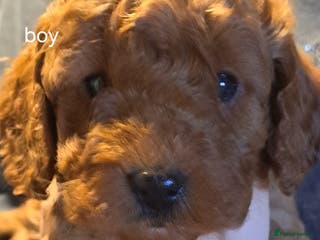 Cockapoo dogs Miniature cockapoos - Advert 1