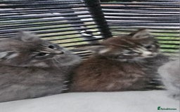 Persian cats for sale: Very beatifull perian kittens - Image 12