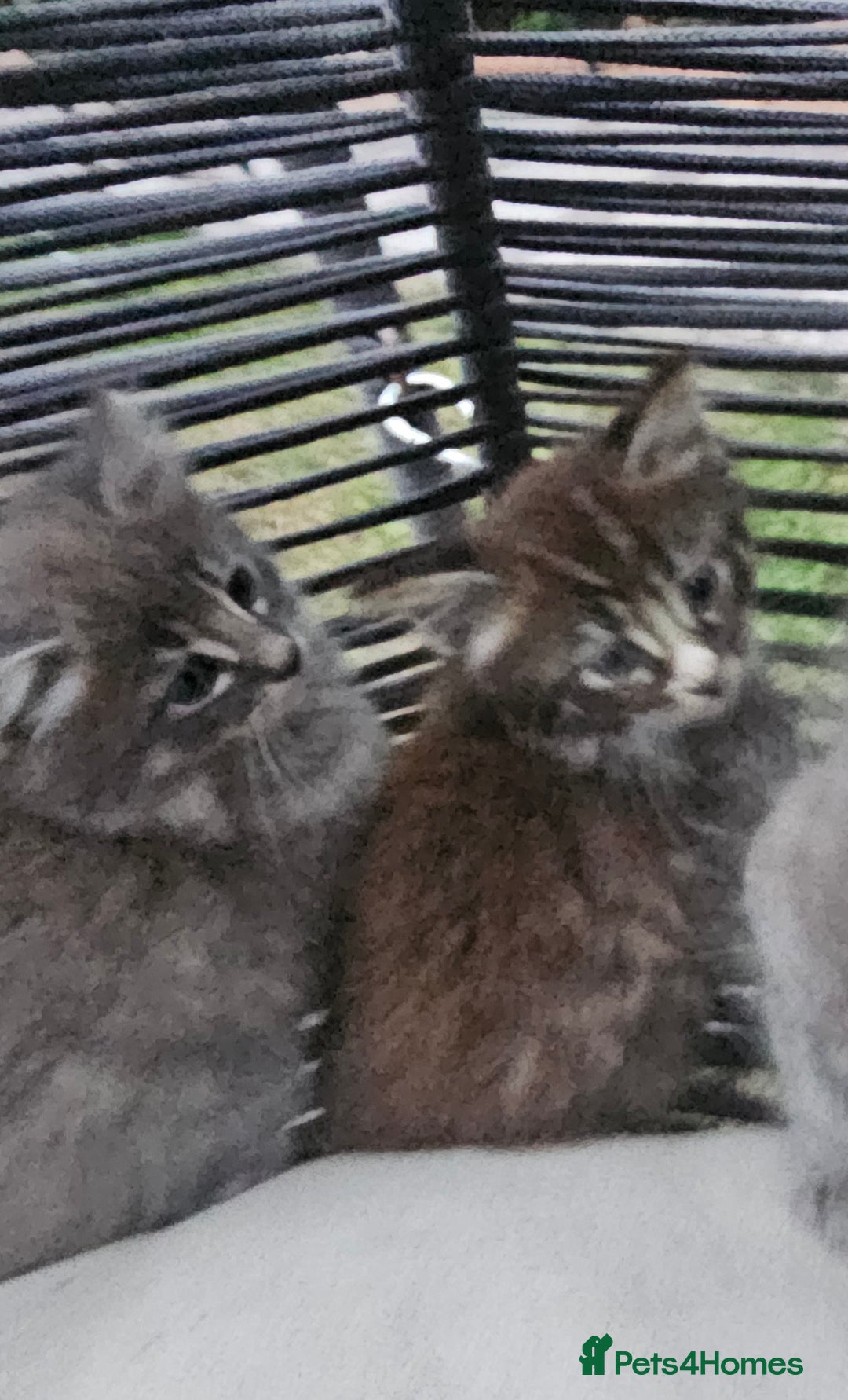 Persian cats for sale: Very beatifull perian kittens - Image 12