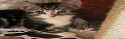 Domestic Shorthair cats for sale: Adorable Tabby Kittens for Sale - UK - Advert 14
