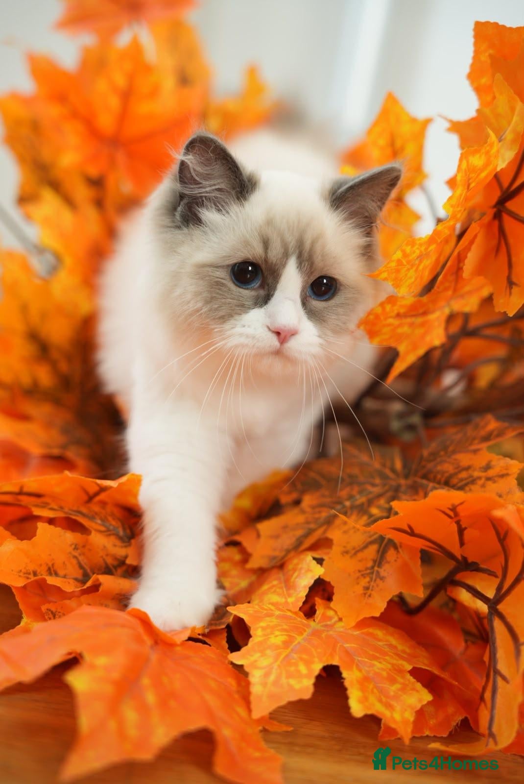 Ragdoll cats Beautiful GCCF active Ragdoll girls. - Advert 1