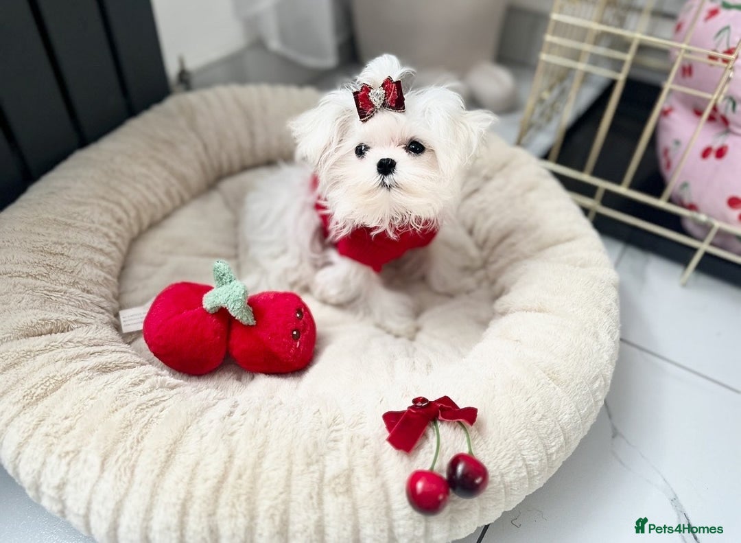 Maltese dogs for sale: ⭐️Tiny Korean Maltese ⭐️Ready NOW ⭐️ - Image 1