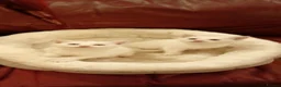 Mixed Breed cats for sale: 2 sweet snowballs  - Advert 7