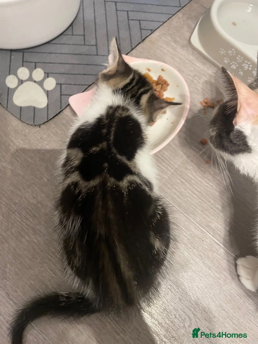 Mixed Breed cats for sale: Beautiful mixed American Kittens  - Advert 2
