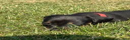 Dachshund dogs for sale: Lilac and tan dachshund puppies Black and Tan  in Canterbury - Advert 9