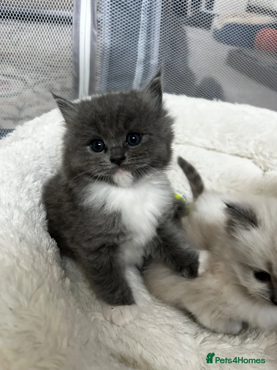 Ragdoll cats for sale: Blue & Cream Ragdoll kittens  - Advert 2