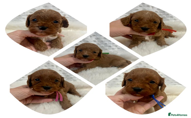 Cavapoo dogs - Advert 1