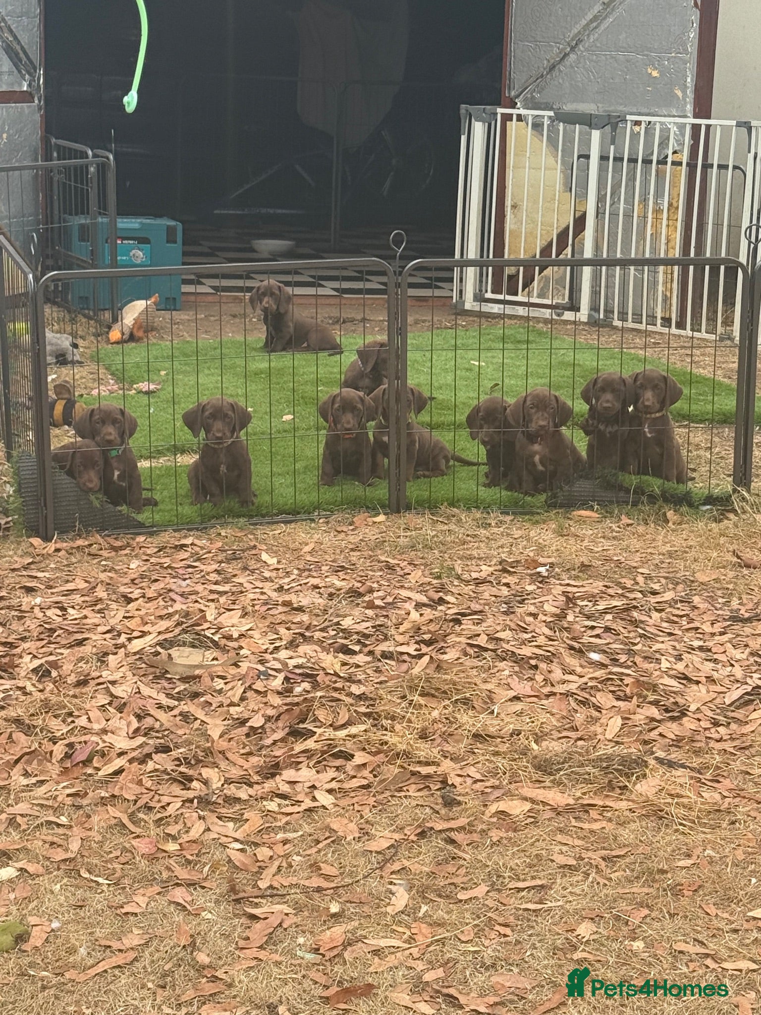 Mixed Breed dogs German pointer cross dachshund ready 25th August  - Advert 2