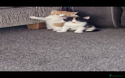 Mixed Breed cats for sale: Kitten for sale  - Image 10