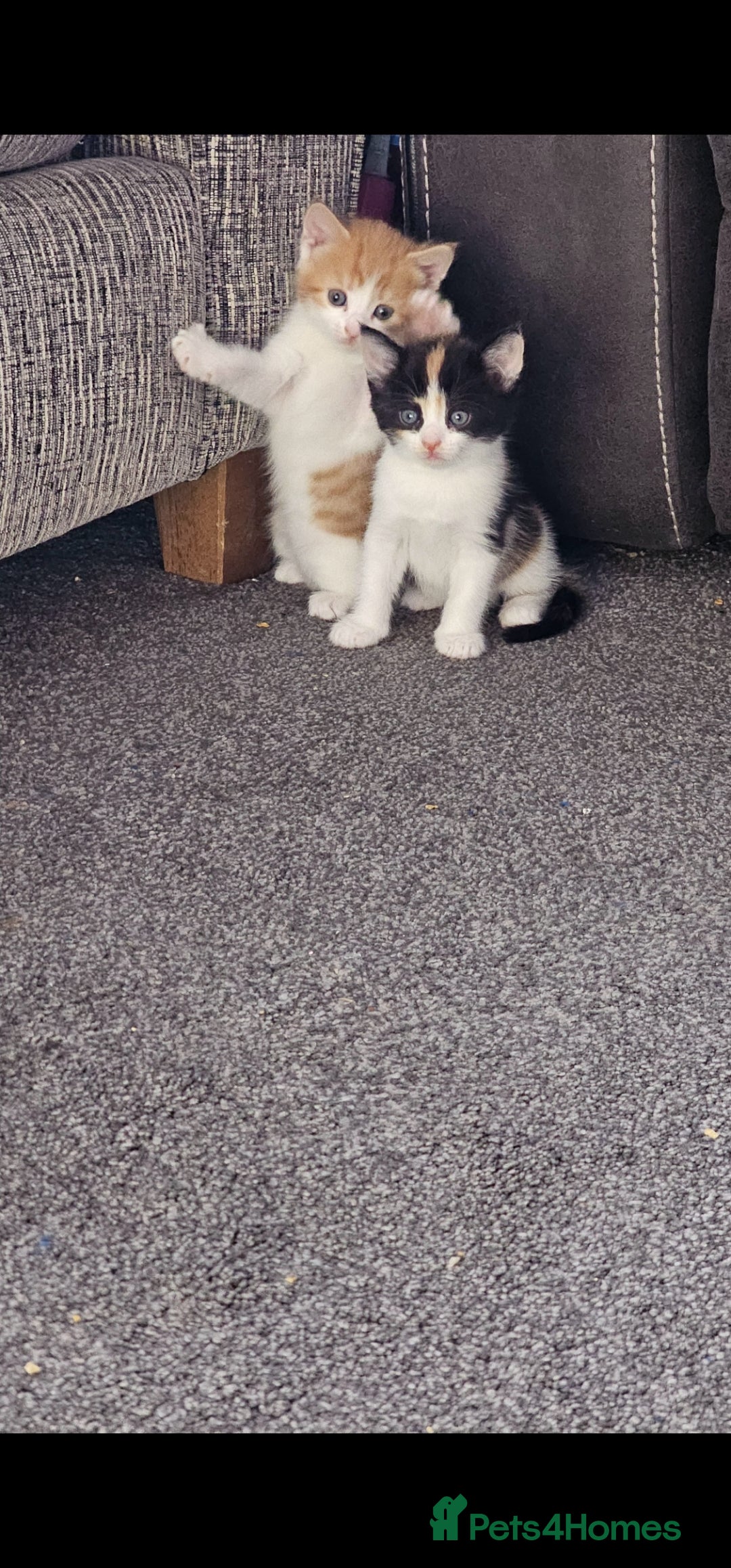 Mixed Breed cats for sale: Kitten for sale  - Image 10