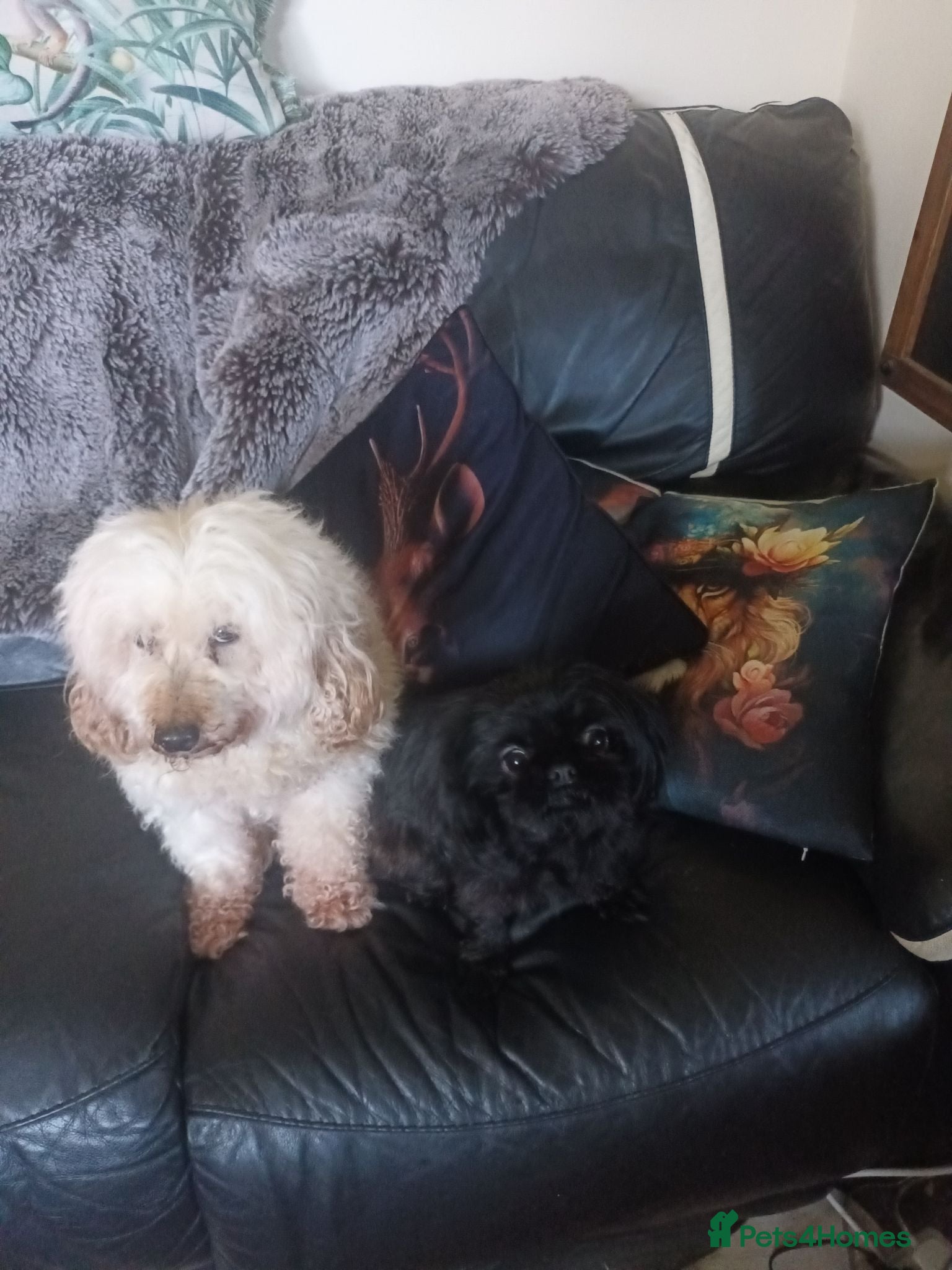 Shih Tzu dogs imperial shih tzu  - Advert 1