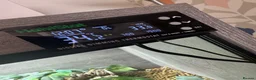 Leopard Gecko reptiles for sale: Leopard gecko for sale  in Birmingham - Advert 3