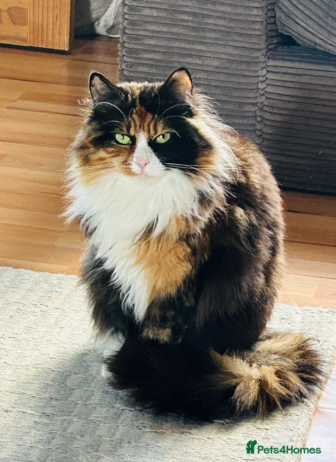 Maine Coon cats for sale: Affectionate 3/4 Maine coon young adult cat in Barnstaple - Advert 1
