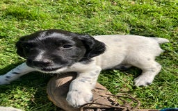 English Springer Spaniel dogs for sale: English Springer Spaniel Puppies for Sale - Image 22