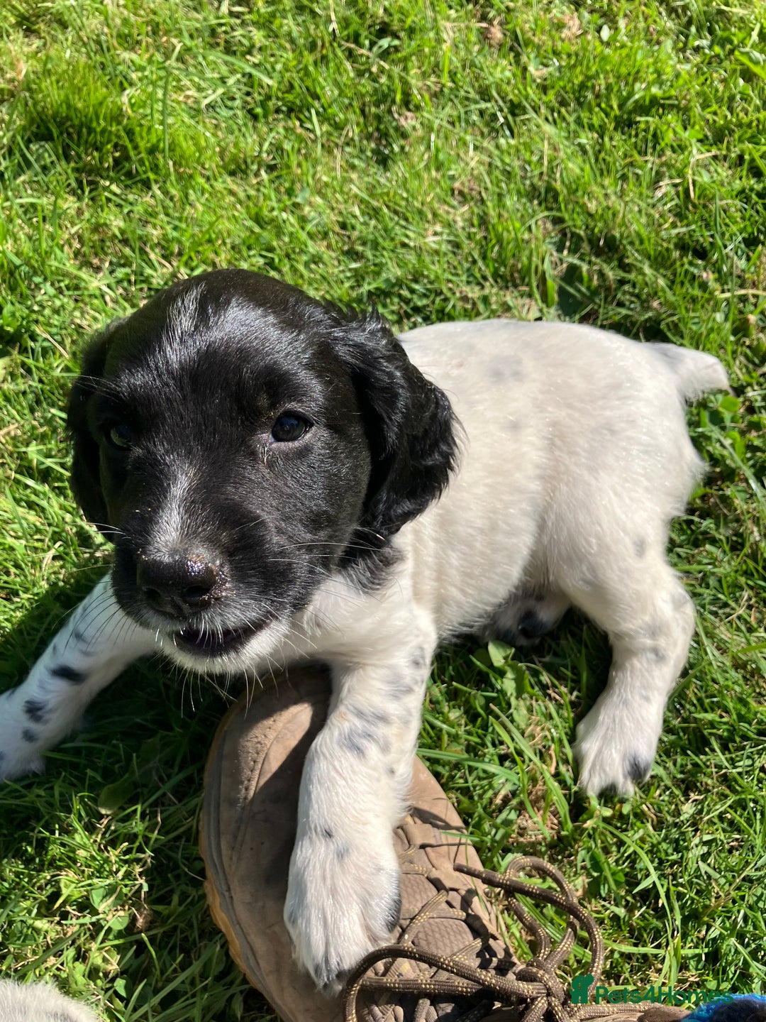 English Springer Spaniel dogs for sale: English Springer Spaniel Puppies for Sale - Image 22