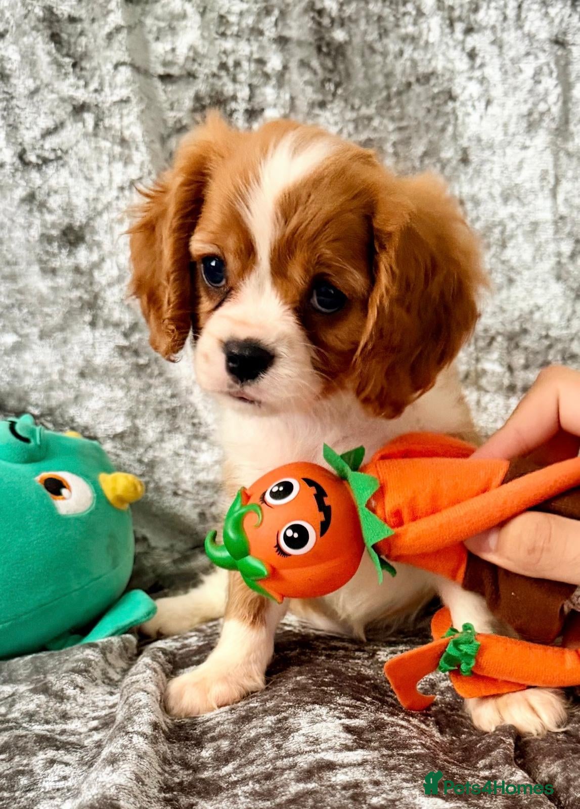Cavalier King Charles Spaniel dogs CHOCOLATE CARRIER CAVALIERS READY TO LEAVE!  - Advert 8