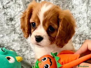 Cavalier King Charles Spaniel dogs CHOCOLATE CARRIER CAVALIERS READY TO LEAVE! - Advert 8