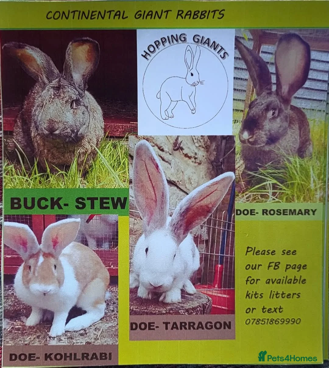 Continental Giant rabbits for sale: NOW RESERVED Continental Giant Fully Vaccinated  - Advert 9