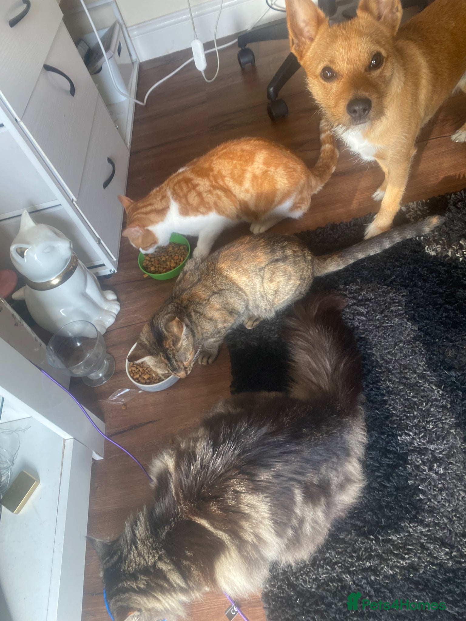 Mixed Breed cats Ginger and tabby calico mix - Advert 1