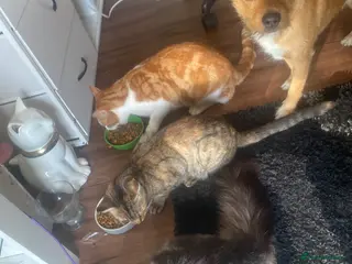 Mixed Breed cats Ginger and tabby calico mix - Advert 1