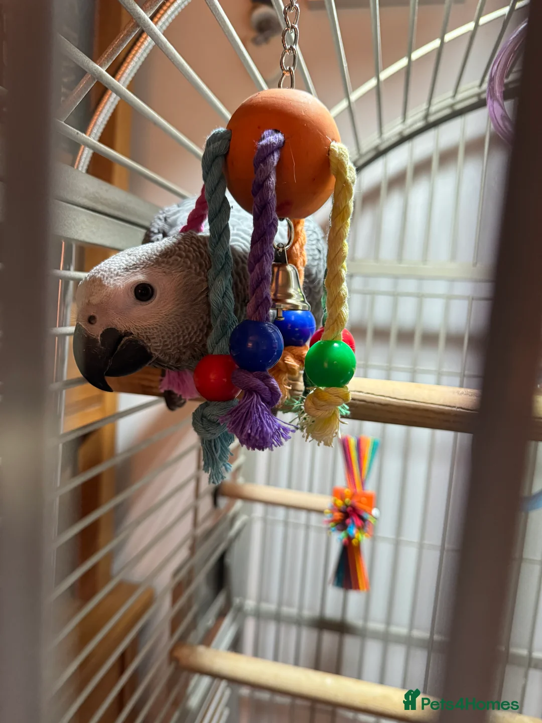 Parrots birds for sale: 7 Month old, male African Grey Parrot - Advert 8