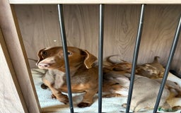 Miniature Dachshund dogs for sale: miniature dash hound puppys  - Advert 3