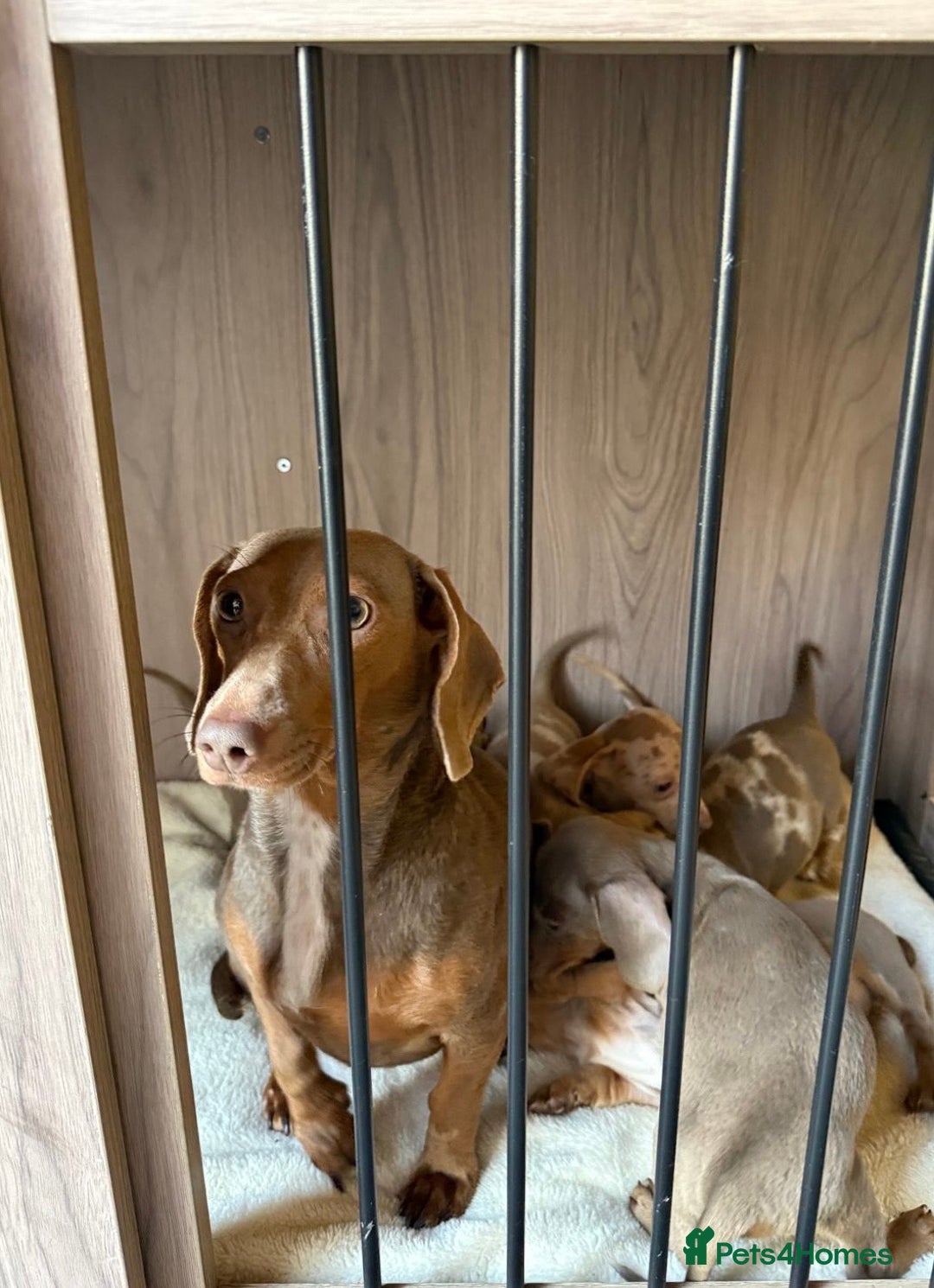 Miniature Dachshund dogs for sale: miniature dash hound puppys  - Advert 3