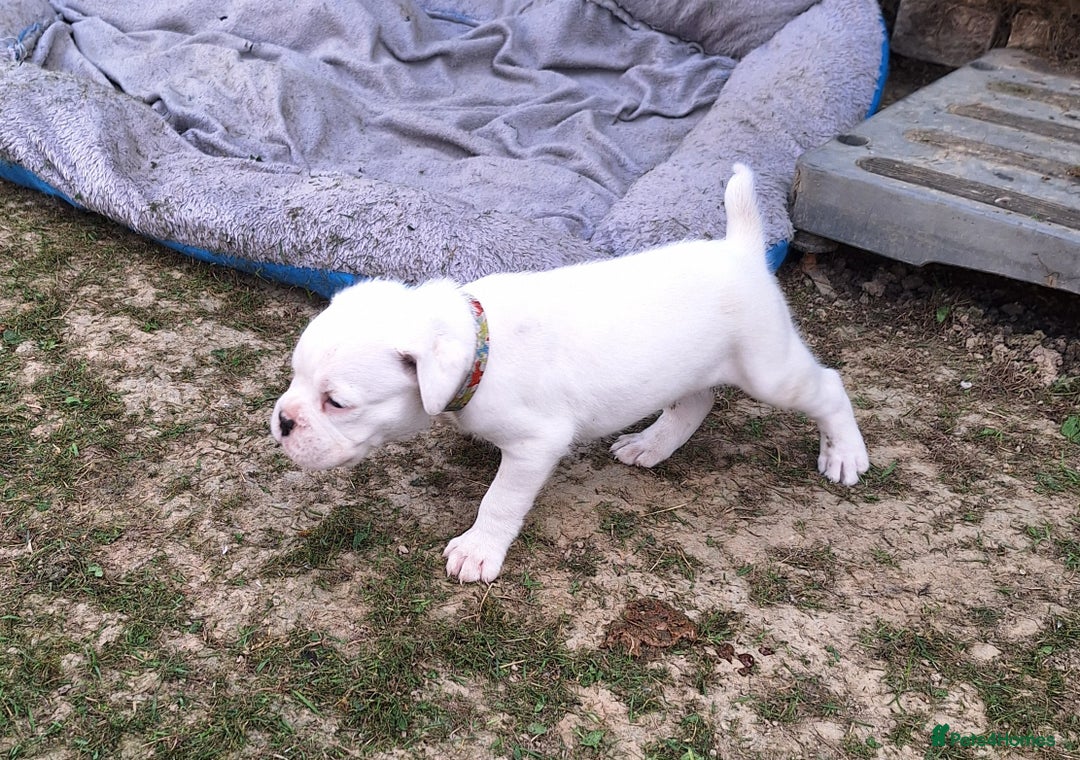Boxer dogs for sale: Boxer puppies kennel club reg 5 star licence  - Image 22