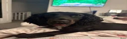 Cocker Spaniel dogs for sale: Rosie - Cocker Spaniel in Kidderminster - Advert 13
