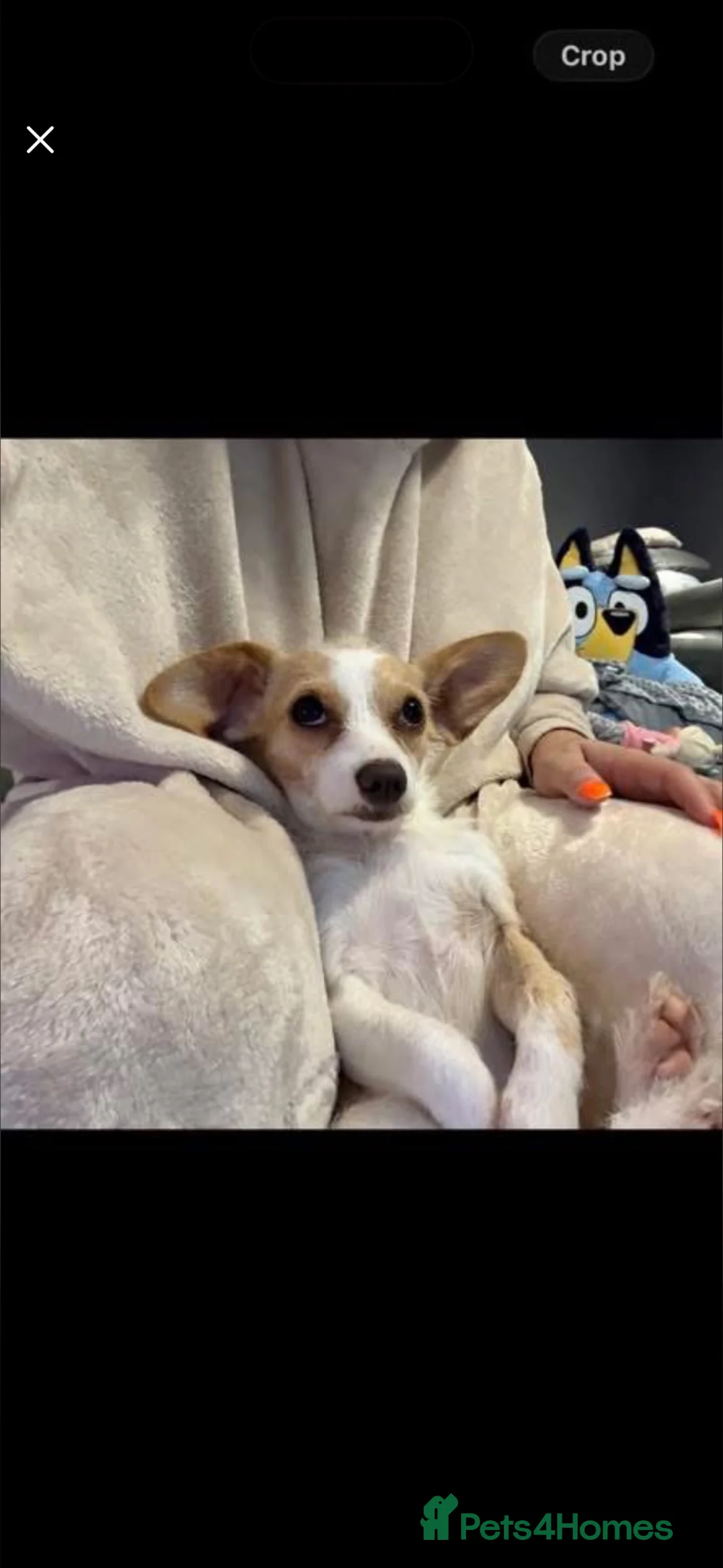 Mixed Breed dogs for sale: Beautiful puppies in Sheerness - Advert 1