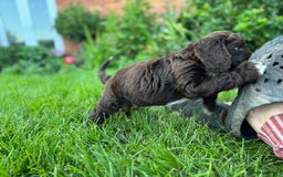 Sproodle dogs for sale: Stunning F1 sproodle  - Image 25