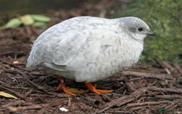 Quail poultry for sale: Healthy Quails for Sale! Eggs, Chicks  Adults - Image 3