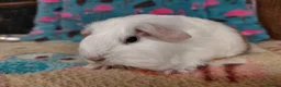 Guinea Pig rodents for sale: Baby Longhaired Sheltie Boars/Brothers RTR - Advert 13