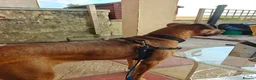 Mixed Breed dogs for sale: Kobie - doberman  ** tiff  in Bargoed - Advert 6