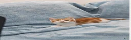 Mixed Breed cats for sale: Kitten - 9 weeks - Advert 8