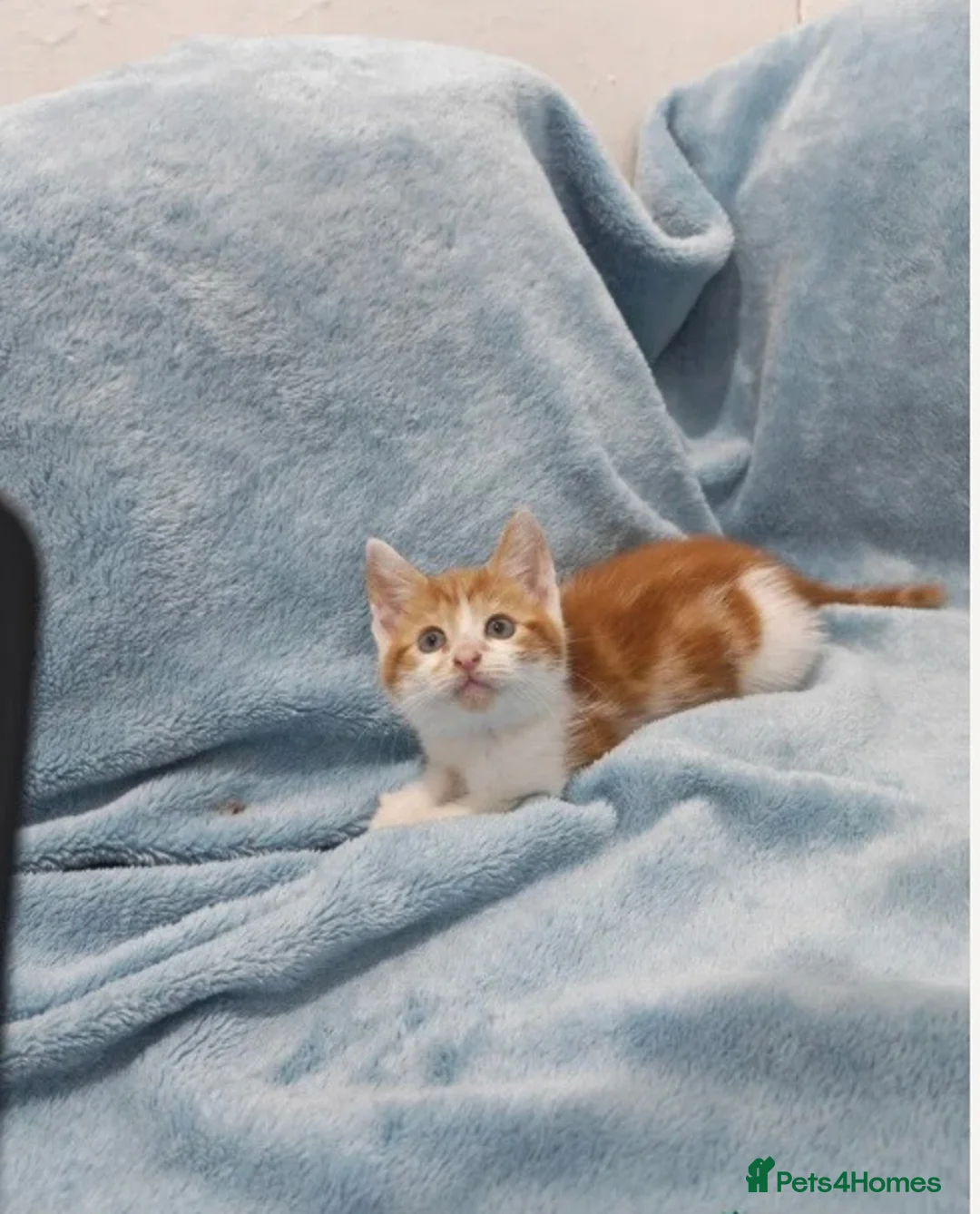 Mixed Breed cats for sale: Kitten - 9 weeks - Advert 8