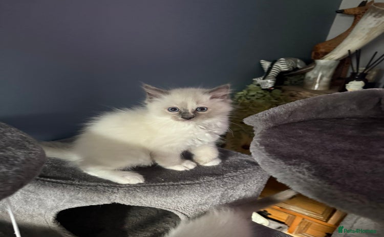 Ragdoll cats - Advert 8