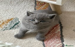 British Shorthair cats for sale: Gorgeous Kittens Ready to Find Their Forever Homes - Image 25