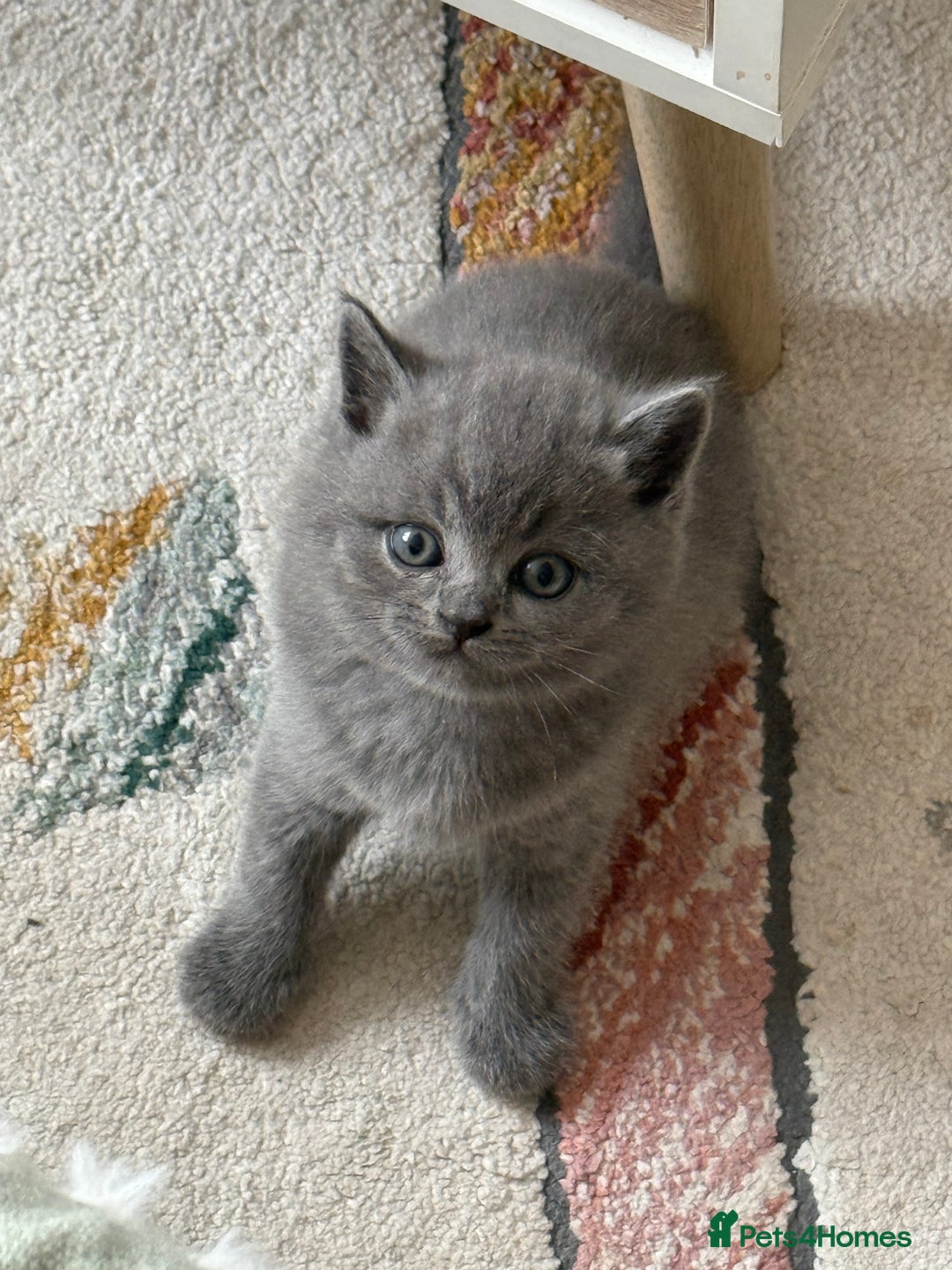 British Shorthair cats for sale: Gorgeous Kittens Ready to Find Their Forever Homes - Image 25