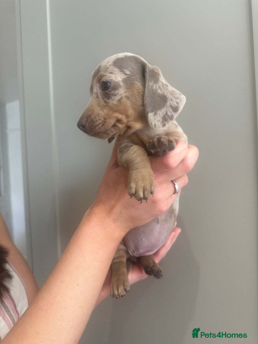 Miniature Dachshund dogs for sale: Miniature dachshunds  - Image 9