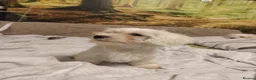 Maltese dogs for sale: New warm home's  in Plymouth - Advert 17