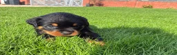 Rottweiler dogs for sale: 🏆🐾 5STAR BREEDERS🐾🏆KC REG girl and boys 💖💙 - Advert 18