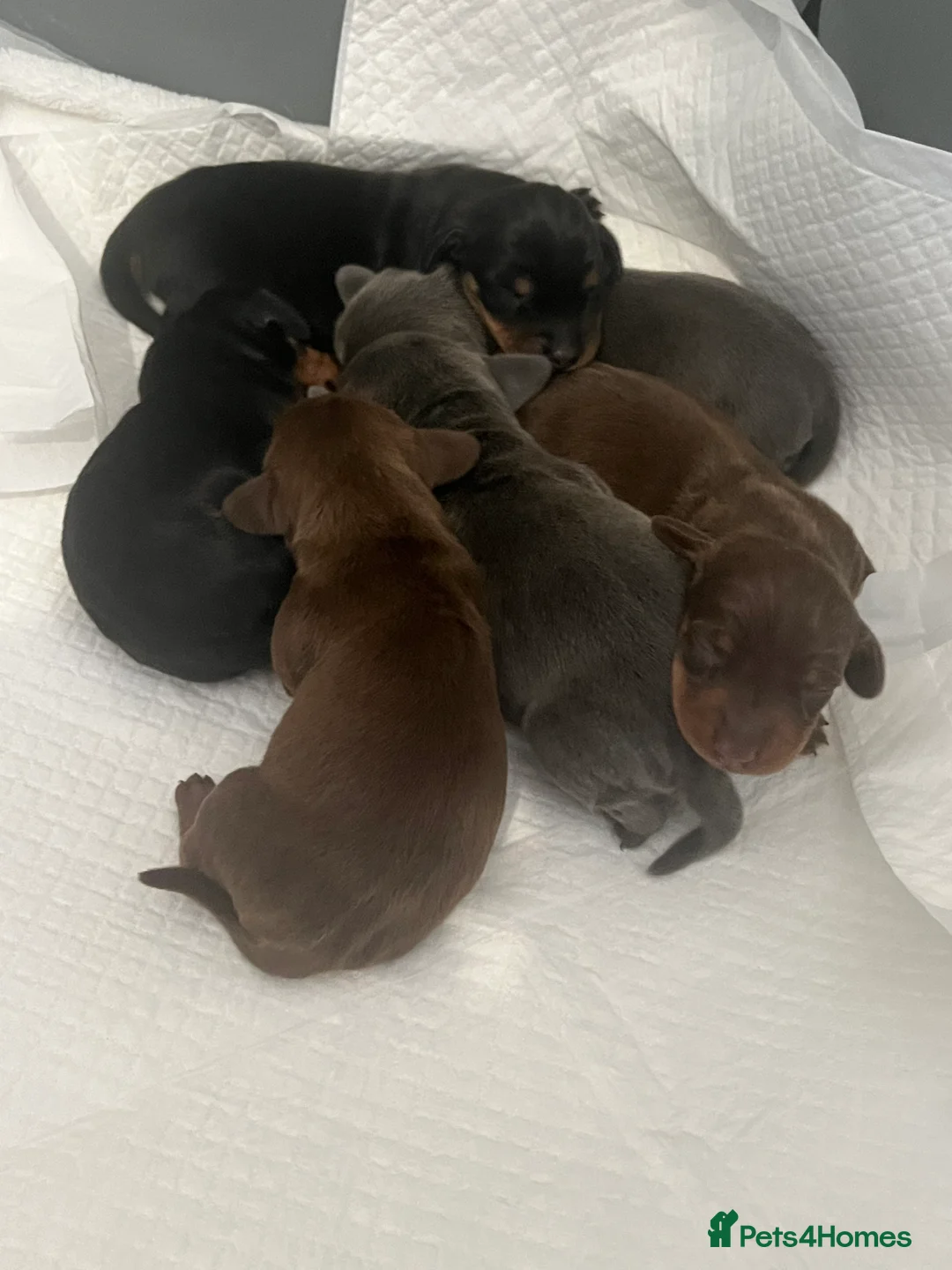 Miniature Dachshund dogs for sale: Gorgeous litter of mini dachshund puppies❤️ - Advert 4