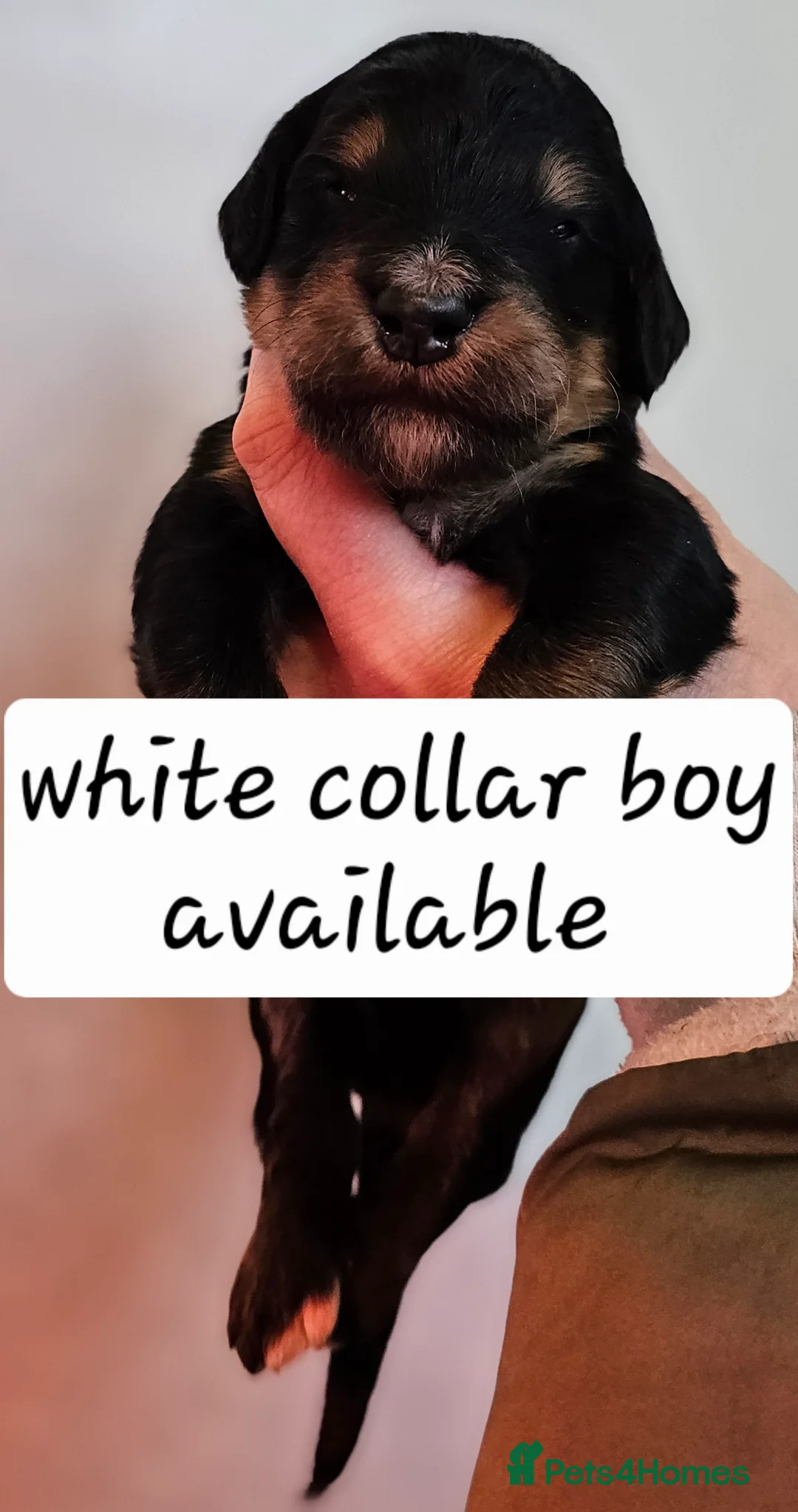 Bernedoodle dogs for sale: All currently reserved! Quality F1Bernedoodle pups - Advert 30