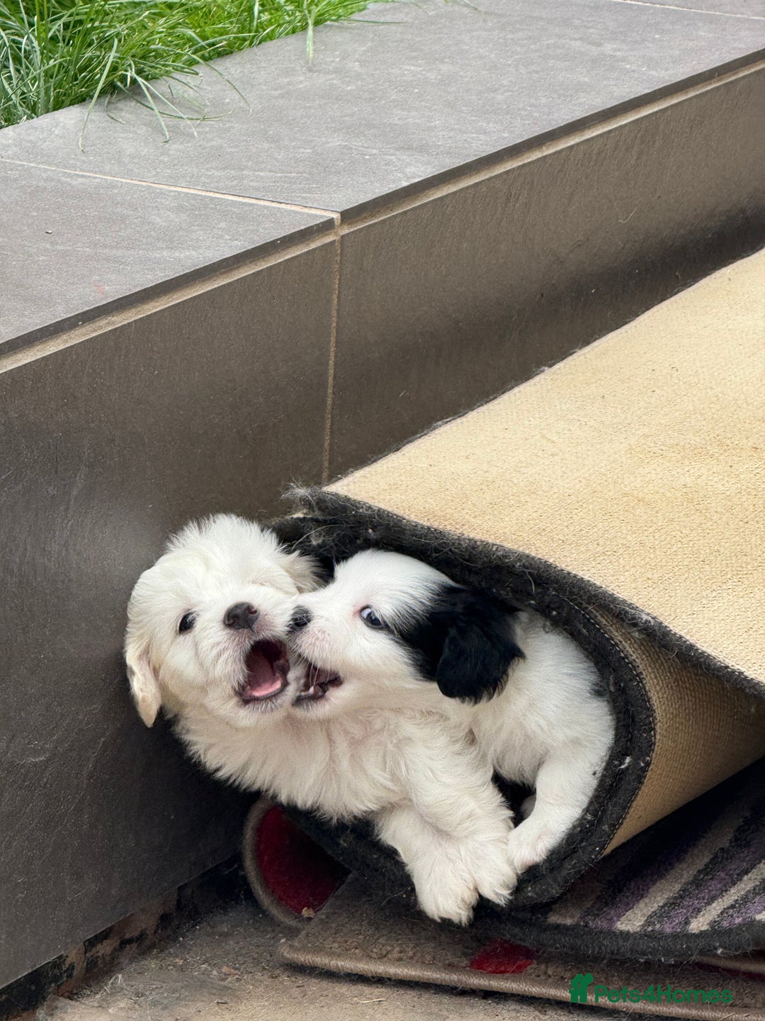Mixed Breed dogs for sale: Bichon Maltese - Image 6